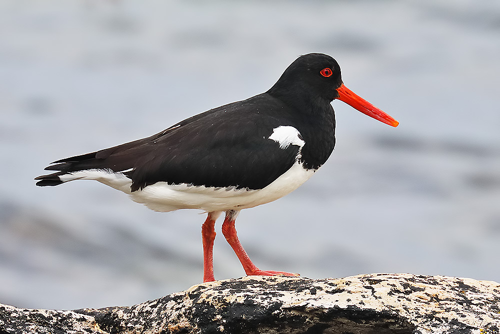 oystercatcher